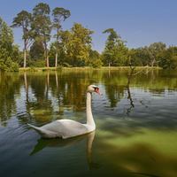 Labutí jezero