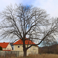 Libocký mlýn 