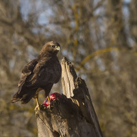 Káně lesní (Buteo buteo)