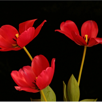 tři tulipáni