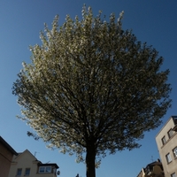 Strom (kdyby někdo nevěděl)