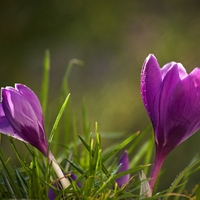 Touha po jaru (krokus)