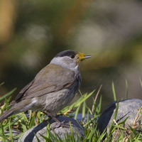 Pěnice černohlavá (Sylvia atricapilla