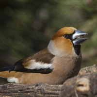 Dlask tlustozobý (Coccothraustes coccothraustes)