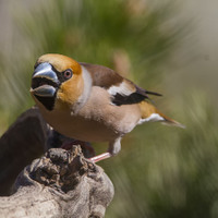 Dlask tlustozobý (Coccothraustes coccothraustes)