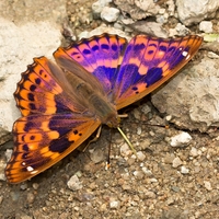 Dúhovec menší (Apatura ilia - forma clytie) samec  