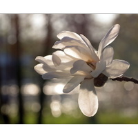 magnoliová