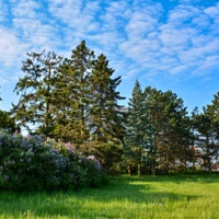 Park voní šeříky