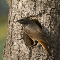 Rehek zahradní (Phoenicurus phoenicurus)