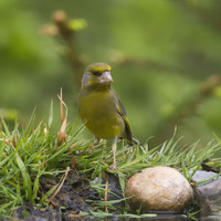 Zvonek zelený (Chloris chloris)