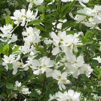 Hroznovec hroznatý (Exochorda racemosa)