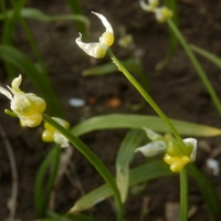 Česnek podivný (Allium paradoxum)