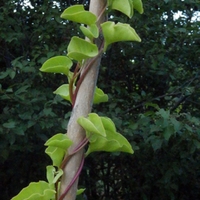 Anredera cordifolia