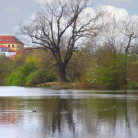 Pražské stromy