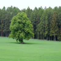 Strom samotář