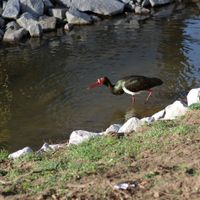 Ciconia nigra