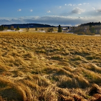 Pozimní trávy