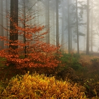 Mlhavé lesní ráno