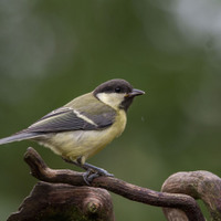 Sýkora koňadra (Parus major)