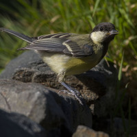 Sýkora koňadra (Parus major)