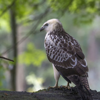 Káně lesní (Buteo buteo)