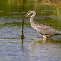 Volavka popelavá (Ardea cinerea)