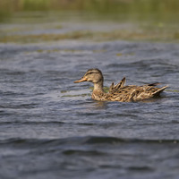 Kachna divoká (Anas platyrhynchos)