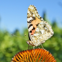 At žije léto