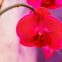 Orchidee