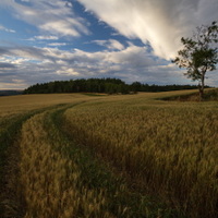 podvečerní procházení