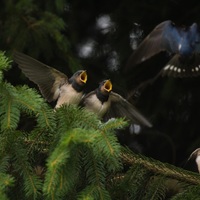 Trio