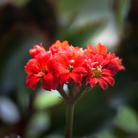 Kalanchoe (kolopejka)