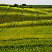 Zelený koberec