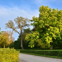 Hruška a liliovník tulipánokvětý