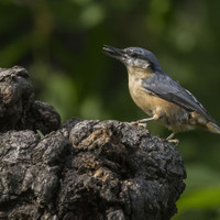 Brhlík lesní (Sitta europaea)