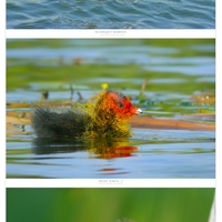 Ošklivka nádherná (Fulica atra)