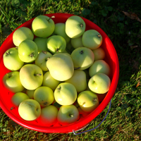 Letní jablka