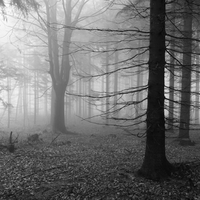 Lesní mlhou