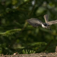 Sýkora babka – Parus palustris