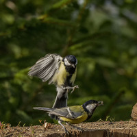 Sýkora koňadra (Parus major)