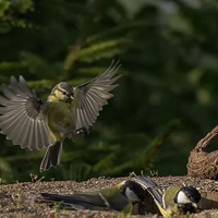 Sýkora koňadra (Parus major)