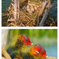 Ošklivka nádherná (Fulica atra)