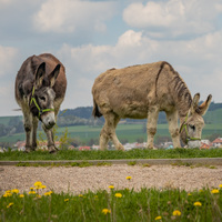 Oslíci