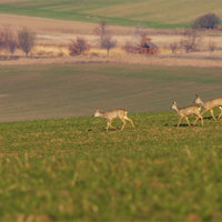 Pasuňk.