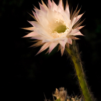 echinopsis