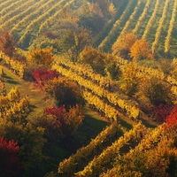 Podzimní vinice 