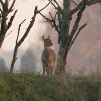 Sika Dybowského - chov