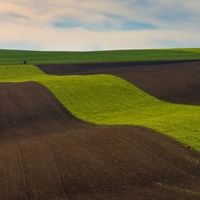 Polní koberec