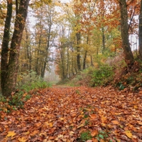 Lesní podzim okolo Třebíčska