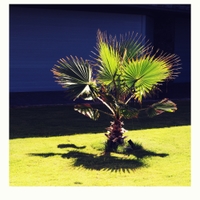 palmička